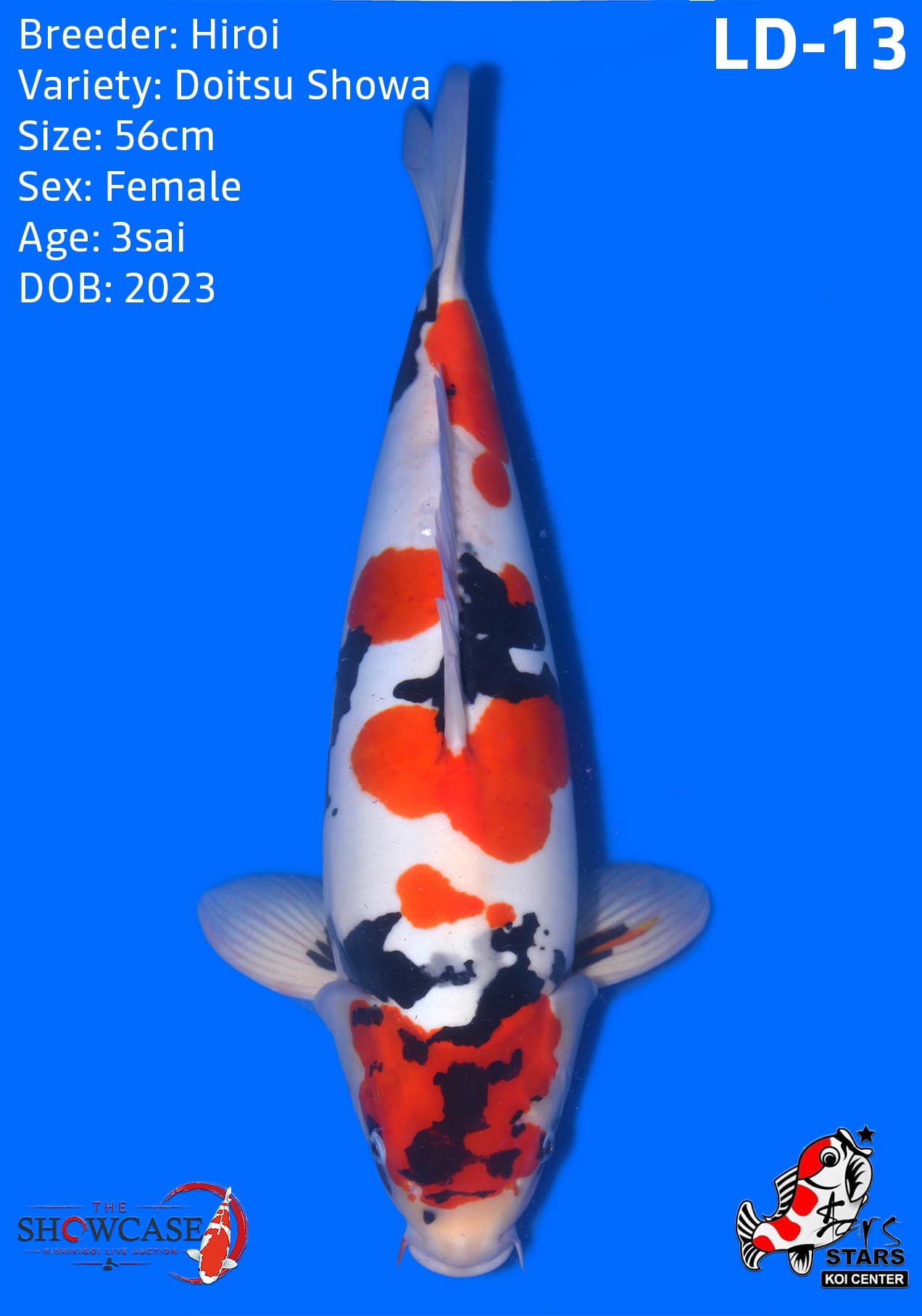 LA42 (LD13)
